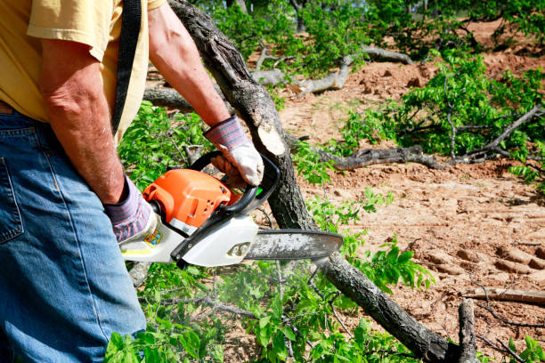 Best Lawn Disease Treatment  in Marlton, NJ